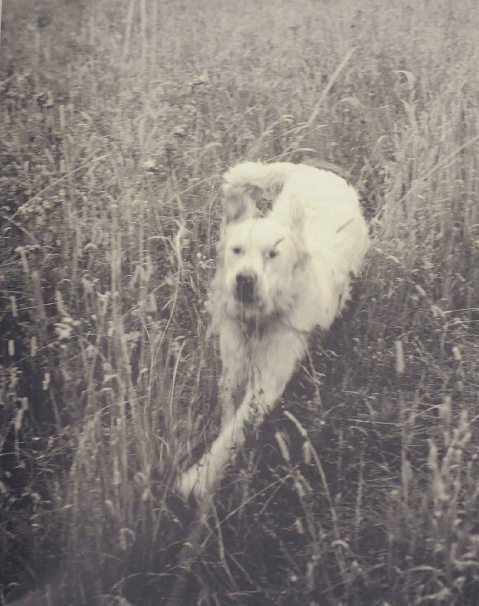 Shufly | Bruce WEBER