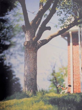 Between Maple and Chestnut (Signed Limited Edition)
