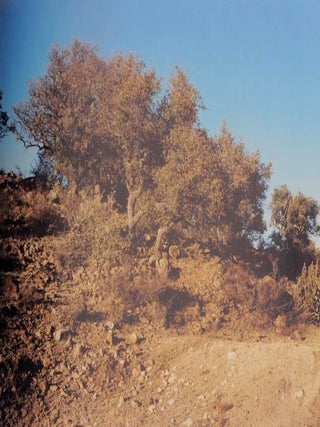 Stephen Shore: Photographs 1973 - 1993