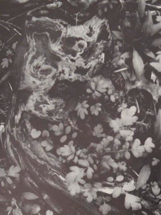Paul Caponigro (Signed First Edition)