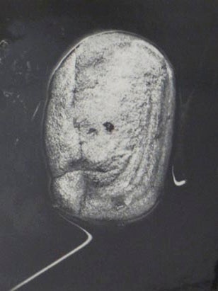 The Photograph as Symbol (Signed Limited Edition)