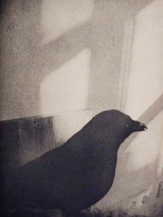 Jim Dine: Birds (Signed First Edition)