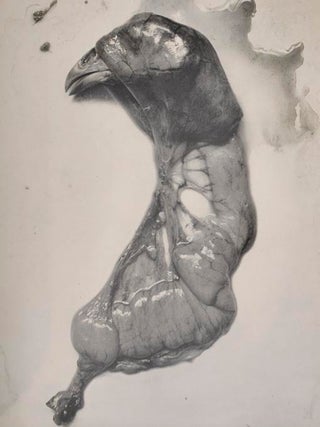 Frederick Sommer 1939-1962 Photographs: Aperture 10:4