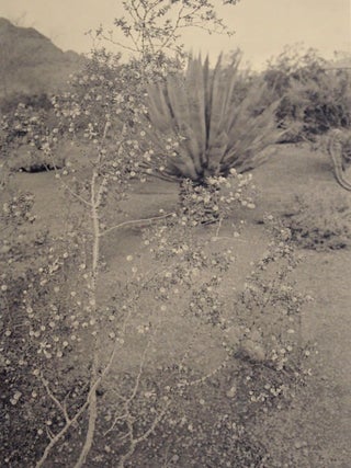 Flowers and Trees