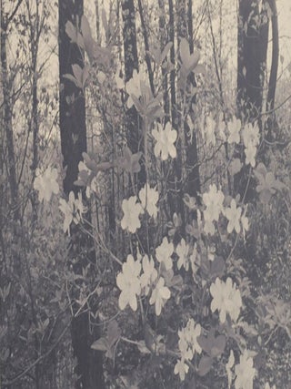 Flowers and Trees
