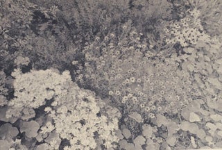 Flowers and Trees