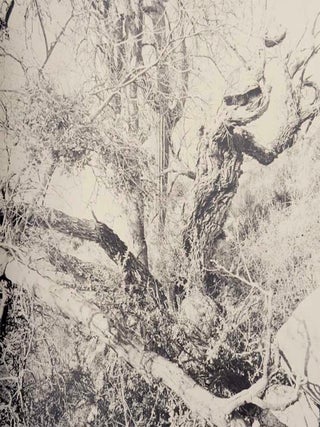 The Desert Seen (Signed First Edition)