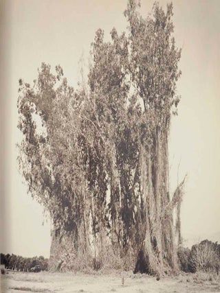 Los Angeles Spring