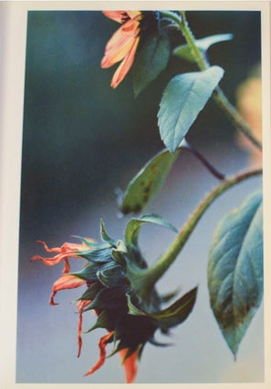 Dandelion Room (Signed First Edition)