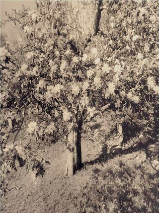 Apples and Olives