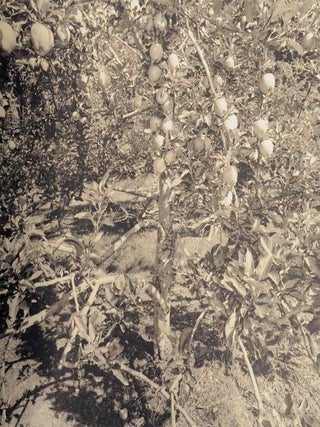 Apples and Olives