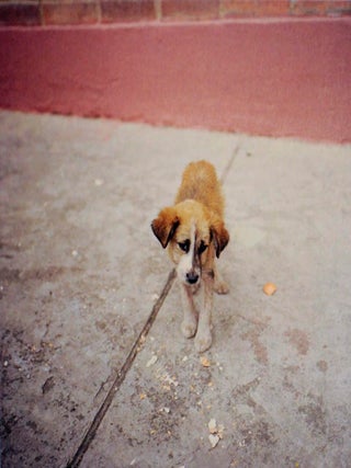 Dog Days Bogota (Signed First Edition)