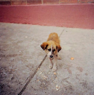 Dog Days Bogota (Signed First Edition)