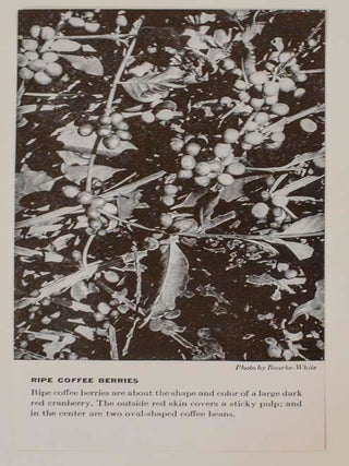 Coffee Through The Camera Lens